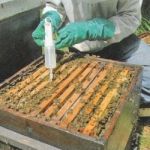 Preliečenie včelstiev