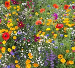 Semen� Bee Friendly - zmes medonosn�ch rastl�n